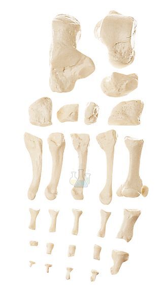 Foot Bone Model